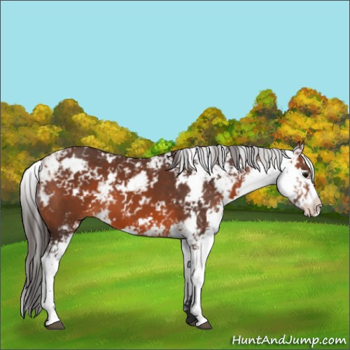 Horse Color:Bay Sabino 