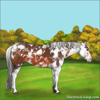 Horse Color:Bay Sabino 
