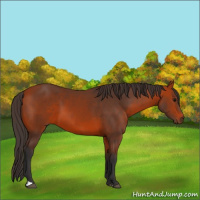 Horse Color:Bay Sabino