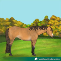 Horse Color:Buckskin Sabino 