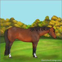 Horse Color:Bay Sabino 