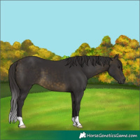 Horse Color:Buckskin 