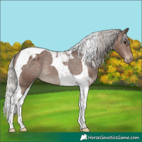 Horse Color:Silver Black Tobiano Appaloosa 