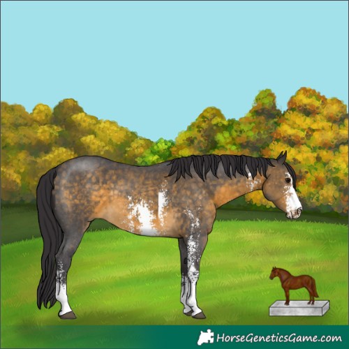 Horse Color:Buckskin Sabino 