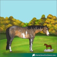 Horse Color:Buckskin Sabino 