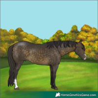 Horse Color:Buckskin Sabino