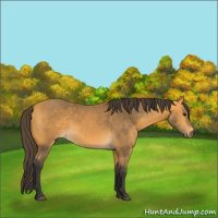 Horse Color:Buckskin 