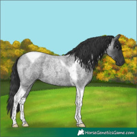 Horse Color:Blue Roan Tobiano 