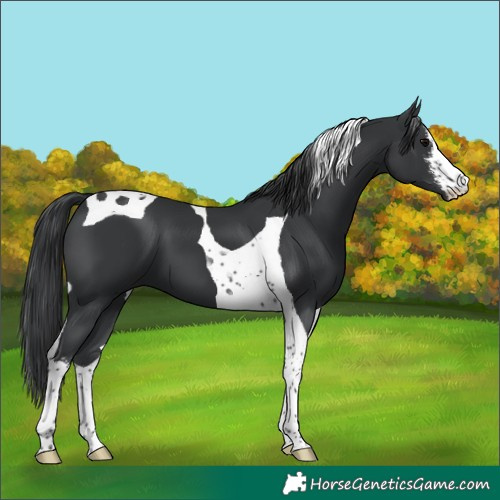 Horse Color:White Spotted Black Tobiano