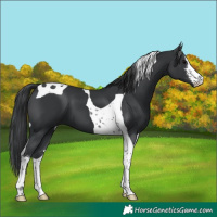 Horse Color:White Spotted Black Tobiano 