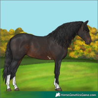 Horse Color:Brown Tobiano 
