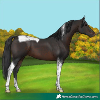Horse Color:Brown Tobiano 