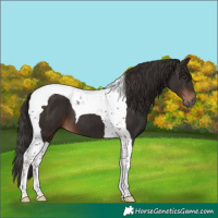 Horse Color:Liver Chestnut Tobiano 