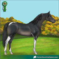 Horse Color:Black Tobiano 
