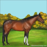 Horse Color:Brown 