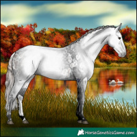 Horse Color:Gray Bay Tobiano Appaloosa 