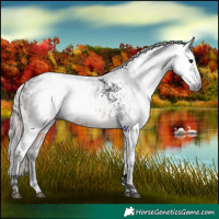 Horse Color:Gray Bay Tobiano Appaloosa 