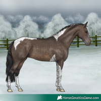 Horse Color:Brown Dun Tobiano 