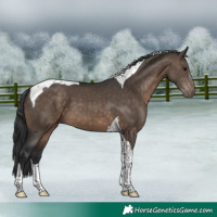 Horse Color:Brown Dun Tobiano