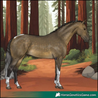 Horse Color:Buckskin Dun Tobiano 