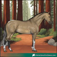 Horse Color:Buckskin Dun Tobiano 