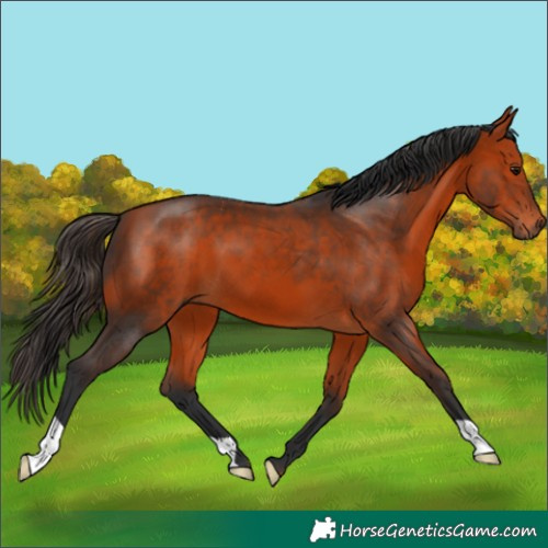 Horse Color:Bay 