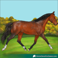 Horse Color:Bay 