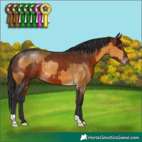 Horse Color:Buckskin and Bay