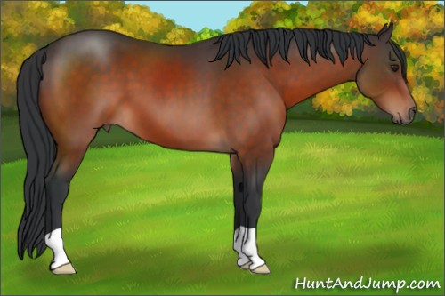 Horse Color:Brown 