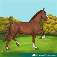 Horse Color:Chestnut 