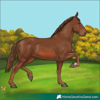 Horse Color:Chestnut 