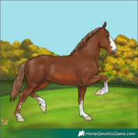 Horse Color:Chestnut 