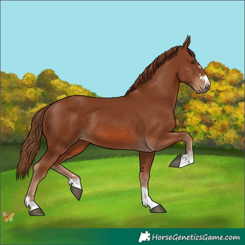 Horse Color:Chestnut 