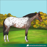 Horse Color:Bay Roan Appaloosa 