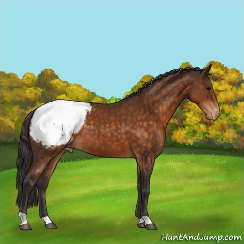 Horse Color:Buckskin Appaloosa 