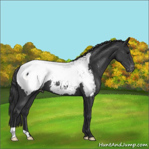 Horse Color:Black Appaloosa 