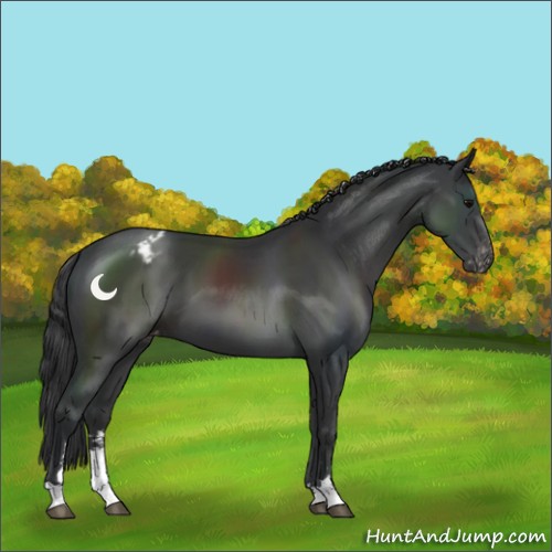 Horse Color:Black Sabino Appaloosa 