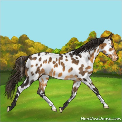 Horse Color:Buckskin Appaloosa 