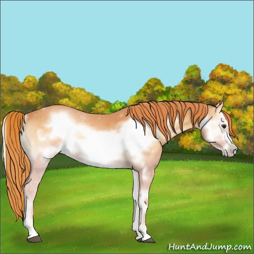 Horse Color:Red Onyx Frame Rabicano 
