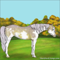 Horse Color:Watercolor Silver Bay Splash Frame 