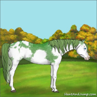 Horse Color:Watercolor Smoky Black Splash Appaloosa 