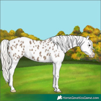 Horse Color:White Spotted Silver Grullo Tobiano Appaloosa Brindle 