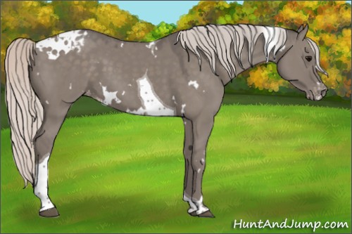 Horse Color:White Spotted Silver Grullo Tobiano Appaloosa 