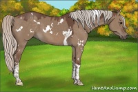 Horse Color:White Spotted Silver Grullo Tobiano 