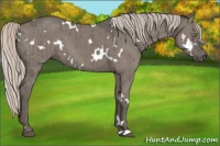 Horse Color:White Spotted Silver Grullo Brindle 