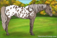 Horse Color:White Spotted Silver Grullo Appaloosa Brindle 