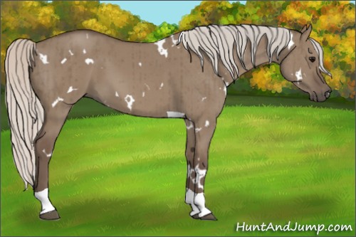 Horse Color:White Spotted Silver Grullo Tobiano Brindle