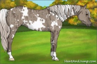 Horse Color:White Spotted Silver Grullo Brindle 