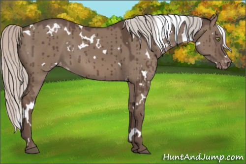Horse Color:White Spotted Silver Grullo Appaloosa Brindle