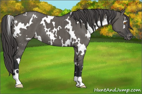 Horse Color:White Spotted Grullo Appaloosa Brindle 